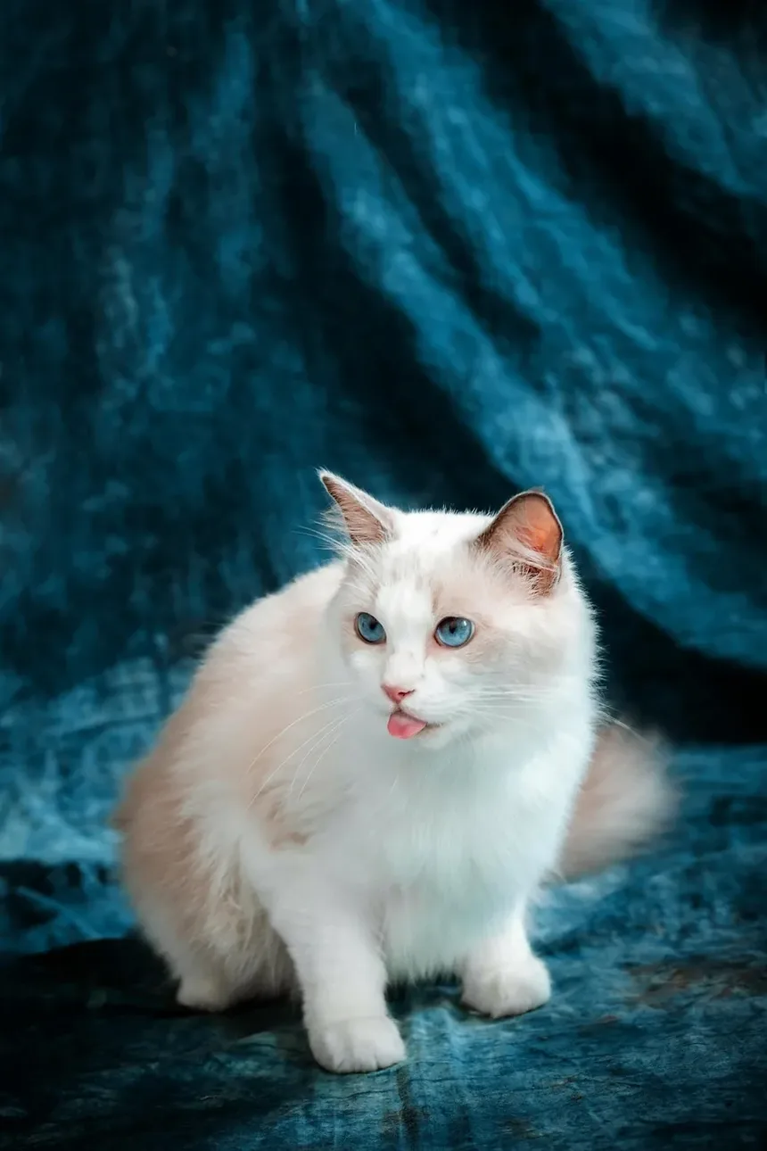 Causas do Vômito e Diarreia em Gatos