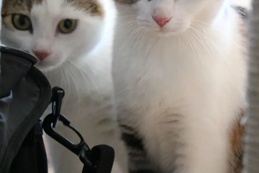 Causas do Vômito e Diarreia em Gatos