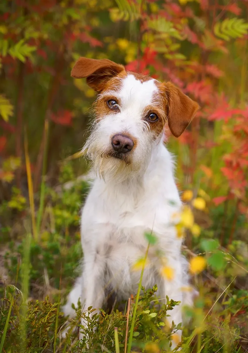 Complivit Suplemento Nutricional para Gatos e Cães: Um Guia Completo