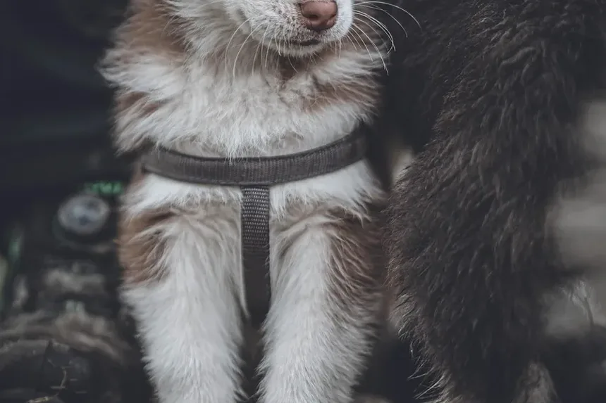 Complivit Suplemento Nutricional para Gatos e Cães: Um Guia Completo