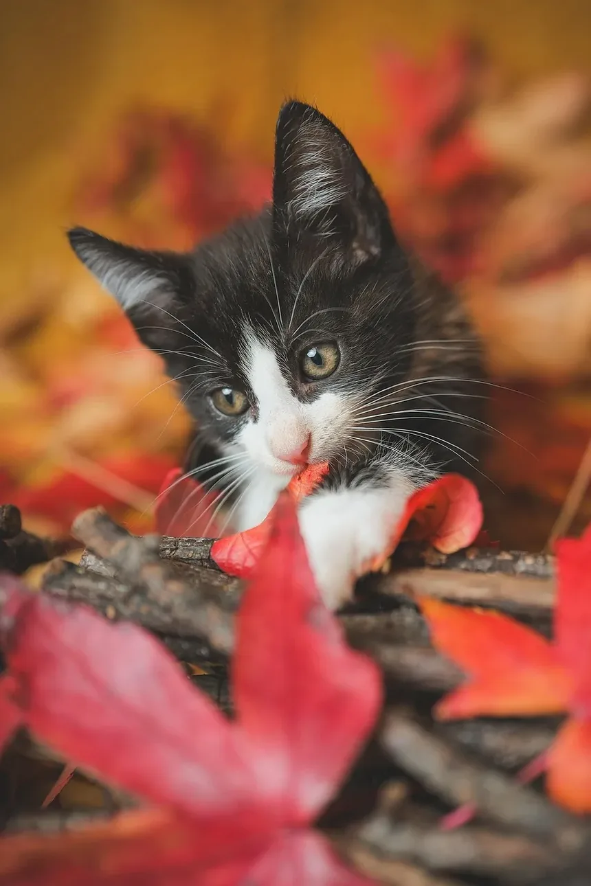 Quanto Tempo Demora para a Cirurgia de Gato Cicatrizar: Um Guia Completo