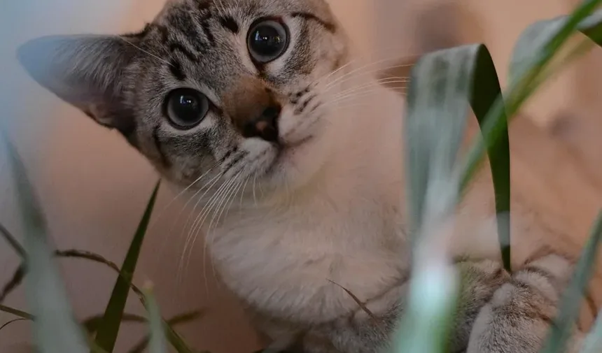 Quanto Tempo Demora para a Cirurgia de Gato Cicatrizar: Um Guia Completo