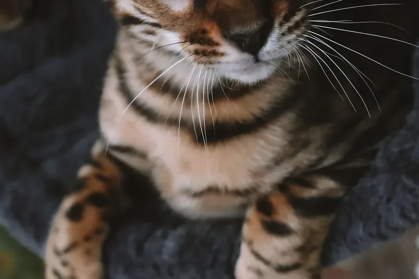 Quanto Tempo Demora para a Cirurgia de Gato Cicatrizar: Um Guia Completo