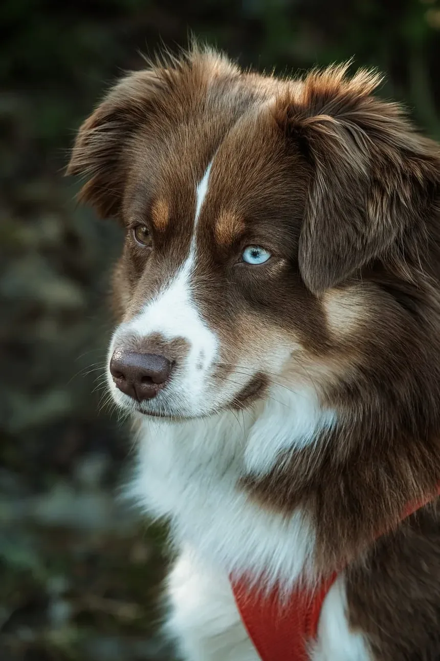 Quanto Benadryl Dar para Acalmar um Cão Durante a Tosa