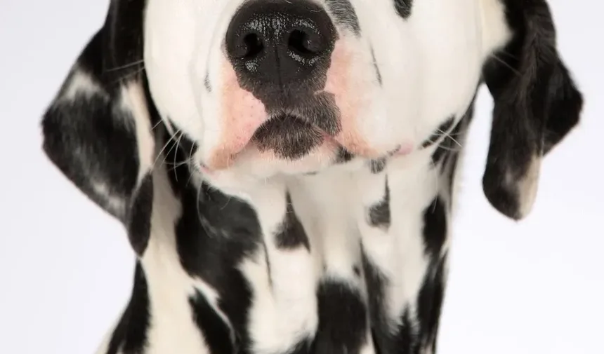 Quanto Benadryl Dar para Acalmar um Cão Durante a Tosa