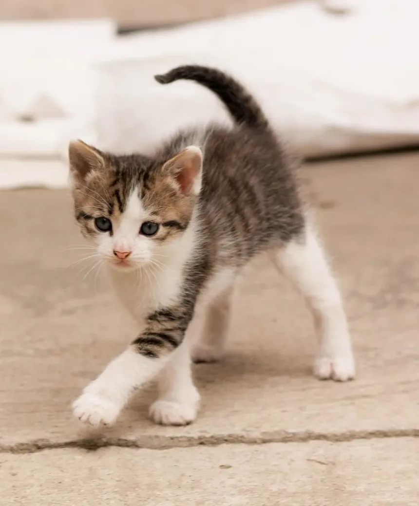 Como Acalmar um Gato Ansioso à Noite: Estratégias Comprovadas