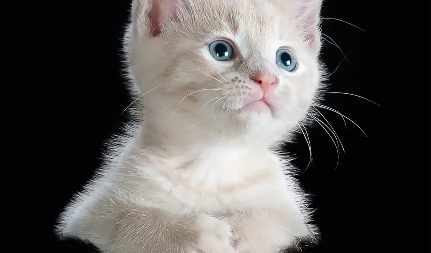 Como Acalmar um Gato Ansioso à Noite: Estratégias Comprovadas