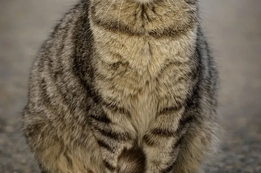 Como Acalmar um Gato Ansioso à Noite: Estratégias Comprovadas