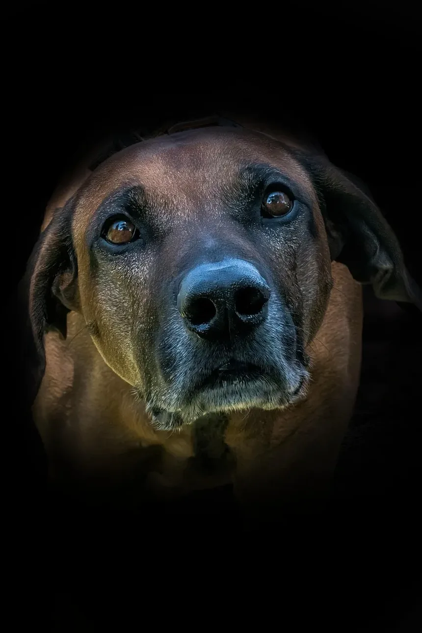Como Acalmar a Ansiedade do Meu Cão Durante Tempestades