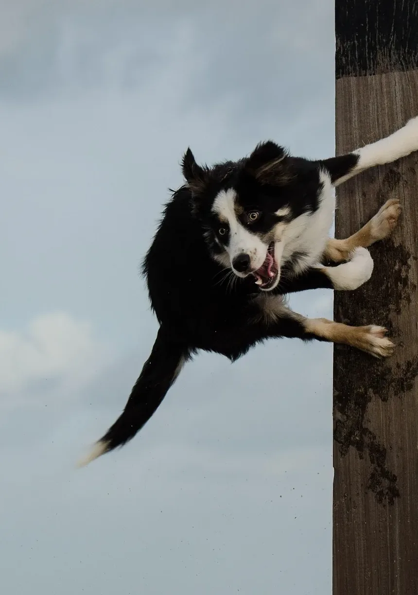 Como Acalmar a Ansiedade do Meu Cão Durante Tempestades