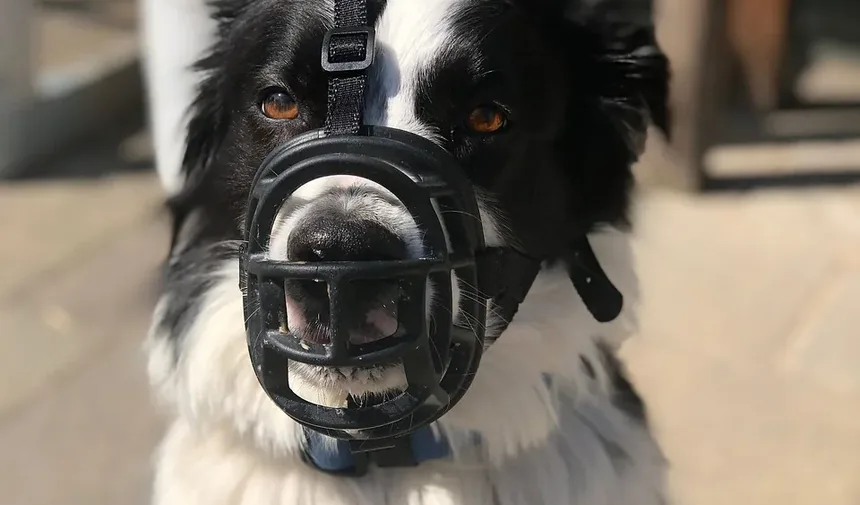 Como Acalmar a Ansiedade do Meu Cão Durante Tempestades