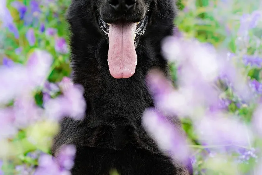 Como Acalmar a Ansiedade do Meu Cão Durante Tempestades