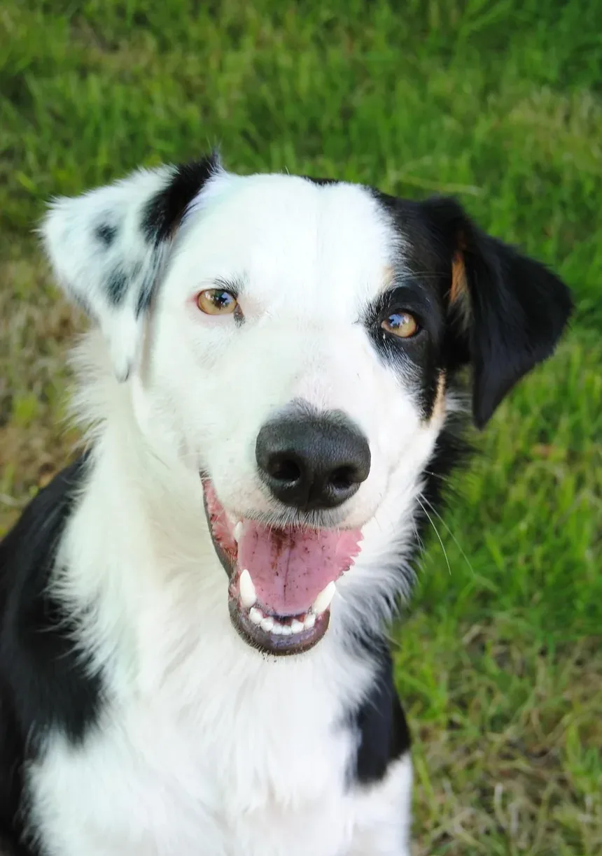 Como Ajudar Meu Cão a se Recuperar de um AVC: Um Guia Completo