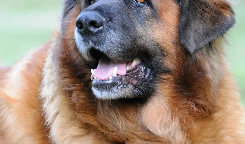 Como Ajudar Meu Cão a se Recuperar de um AVC: Um Guia Completo