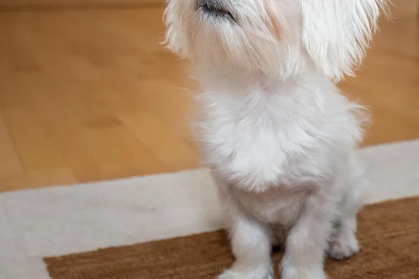 Como Ajudar Meu Cão a se Recuperar de um AVC: Um Guia Completo