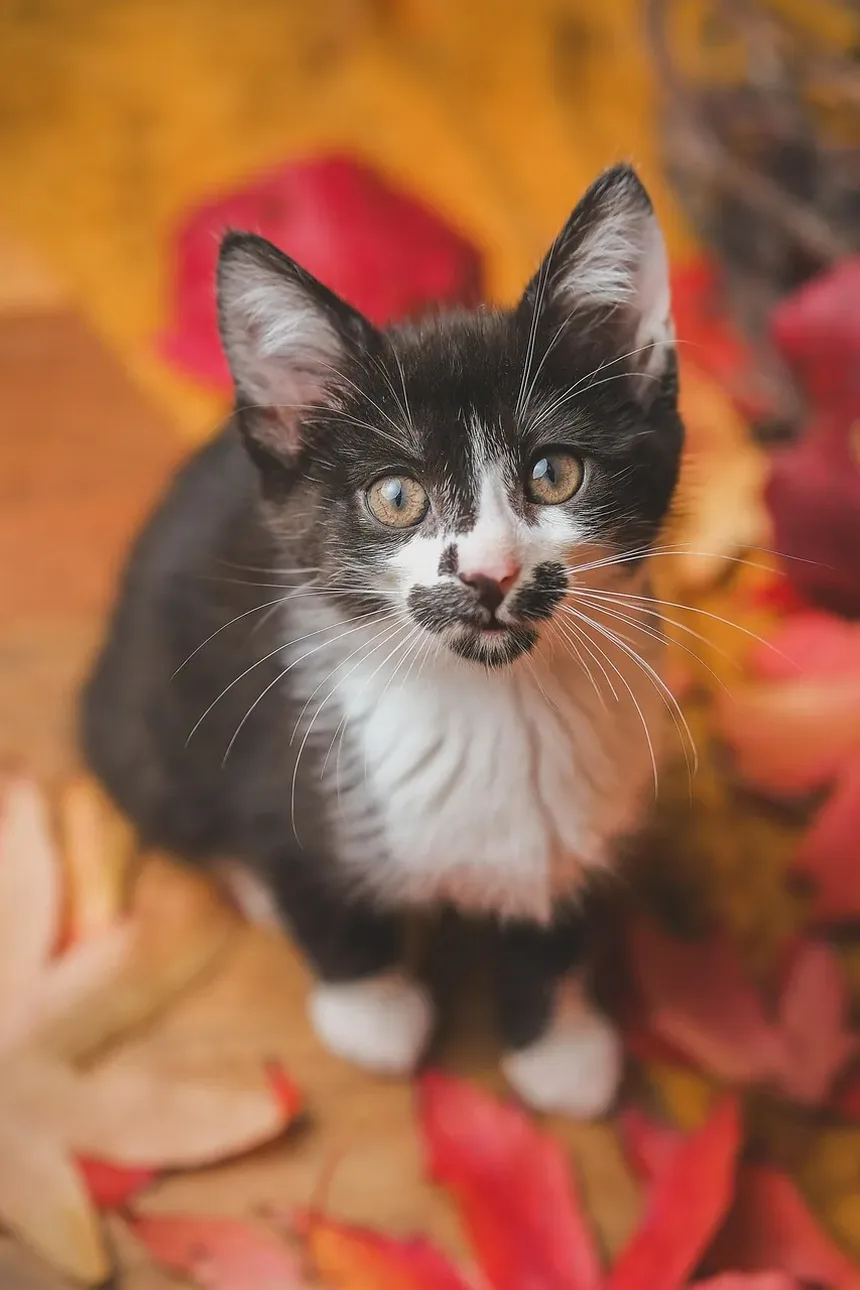 Como Prevenir Resfriado em Gatos: Dicas Essenciais para Donos de Animais