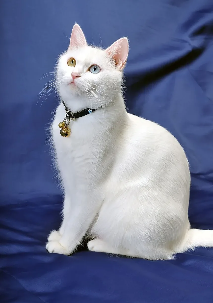Como Prevenir Resfriado em Gatos: Dicas Essenciais para Donos de Animais