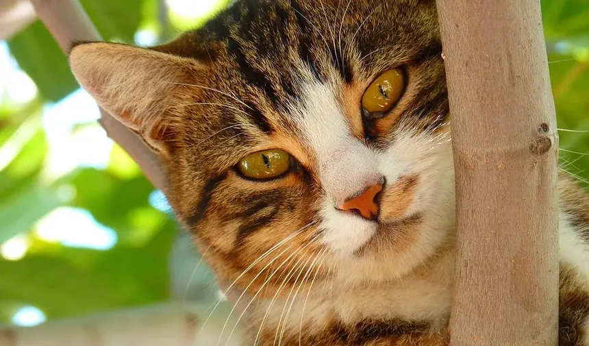 Como Prevenir Resfriado em Gatos: Dicas Essenciais para Donos de Animais