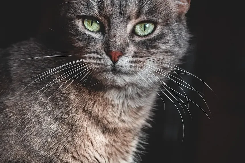 Como Prevenir Resfriado em Gatos: Dicas Essenciais para Donos de Animais