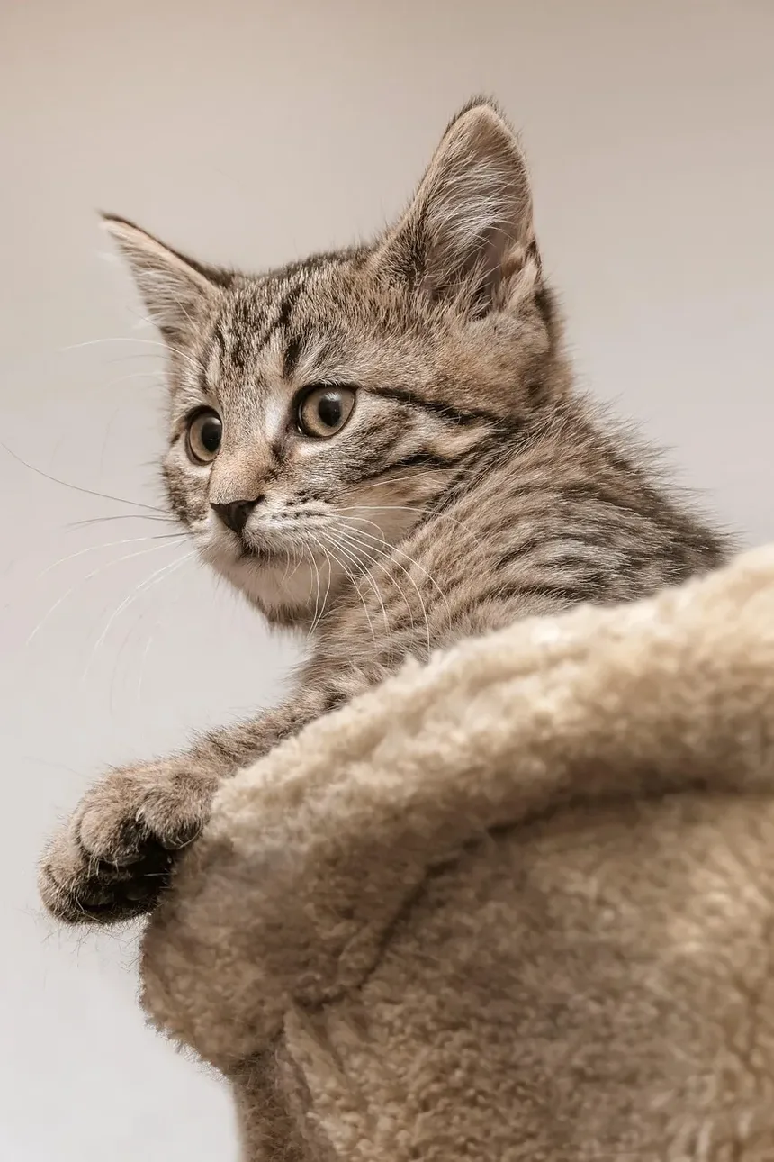 Como Fazer a Tosa de um Gato em Casa: Um Guia Completo