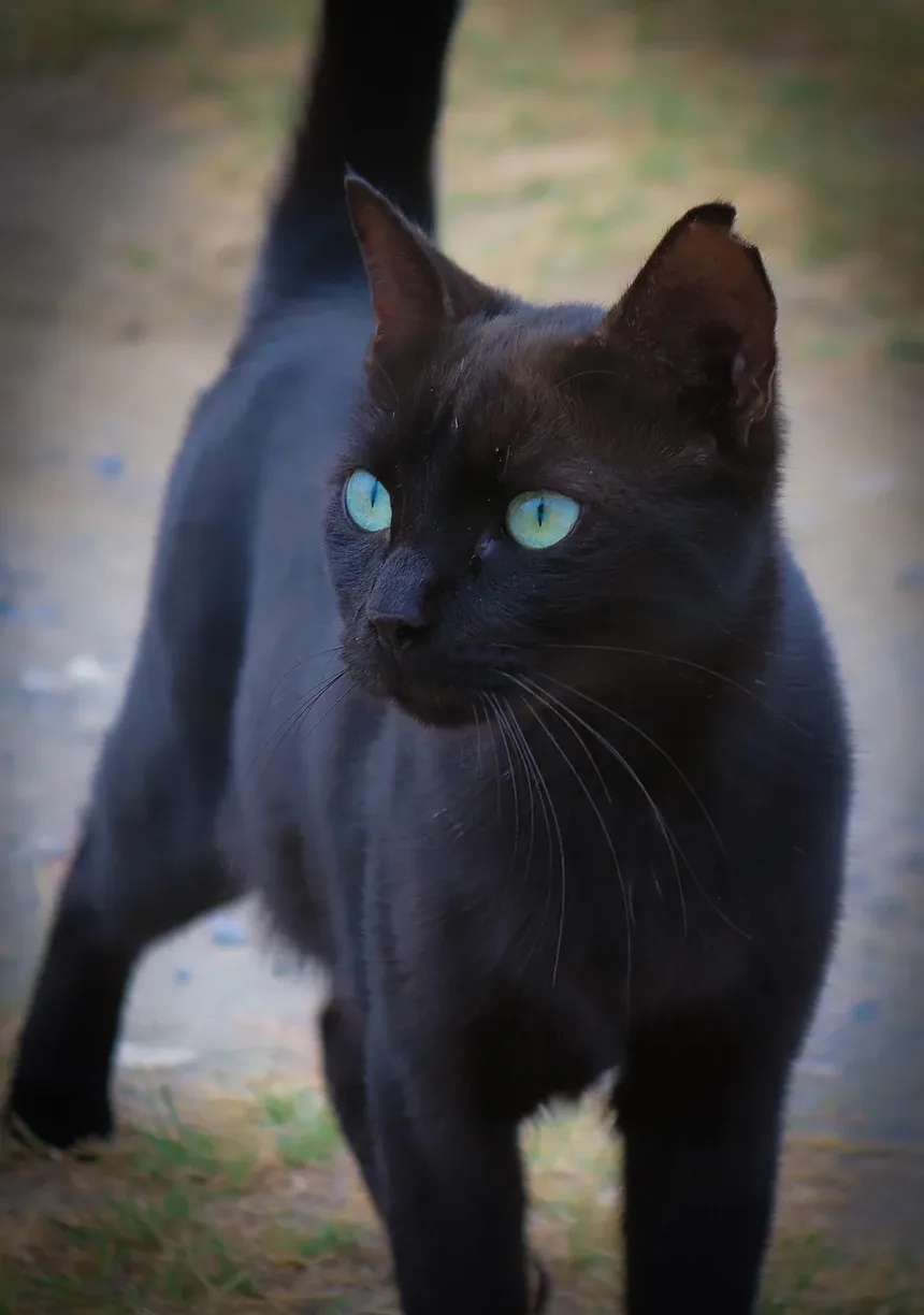 Como Fazer a Tosa de um Gato em Casa: Um Guia Completo
