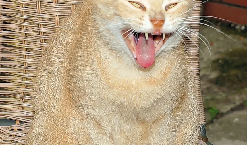 Como Fazer a Tosa de um Gato em Casa: Um Guia Completo