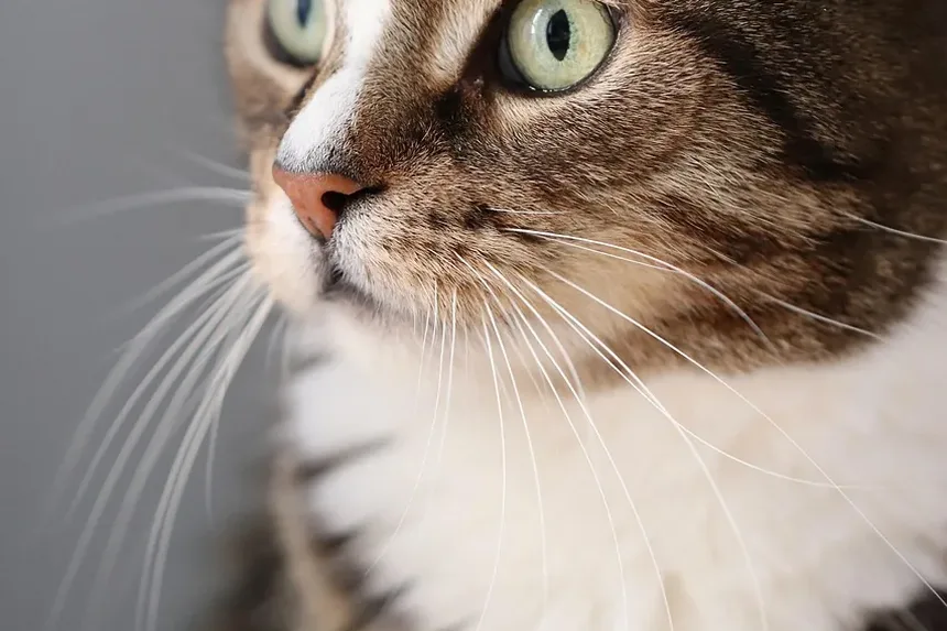 Como Fazer a Tosa de um Gato em Casa: Um Guia Completo