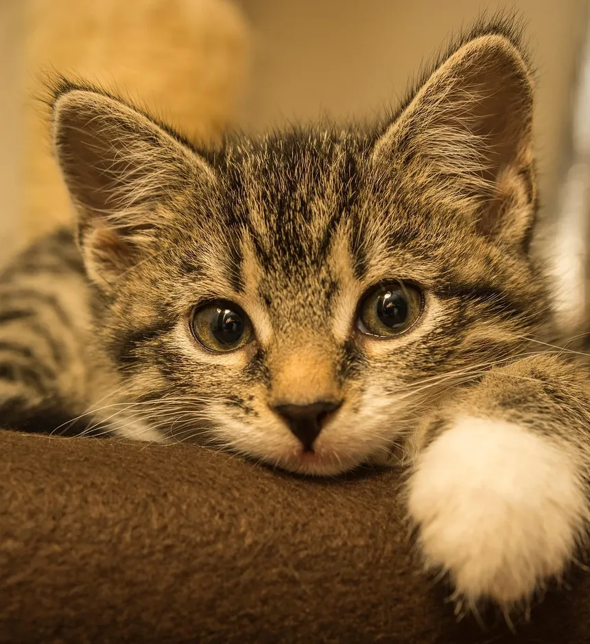 Sinais de Sofrimento Durante o Parto em Gatos: Compreendendo as Necessidades do Seu Felino