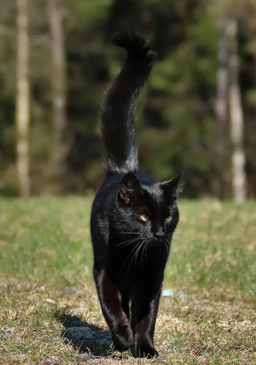 Sinais de Sofrimento Durante o Parto em Gatos: Compreendendo as Necessidades do Seu Felino