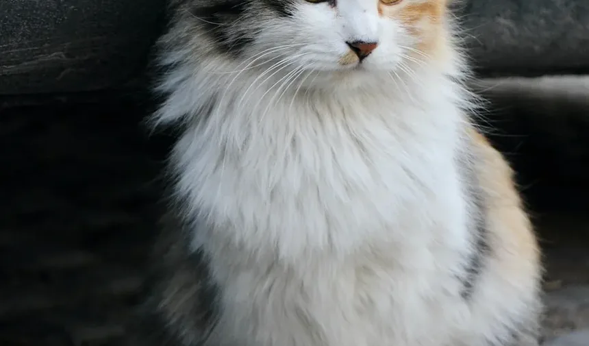 Sinais de Sofrimento Durante o Parto em Gatos: Compreendendo as Necessidades do Seu Felino