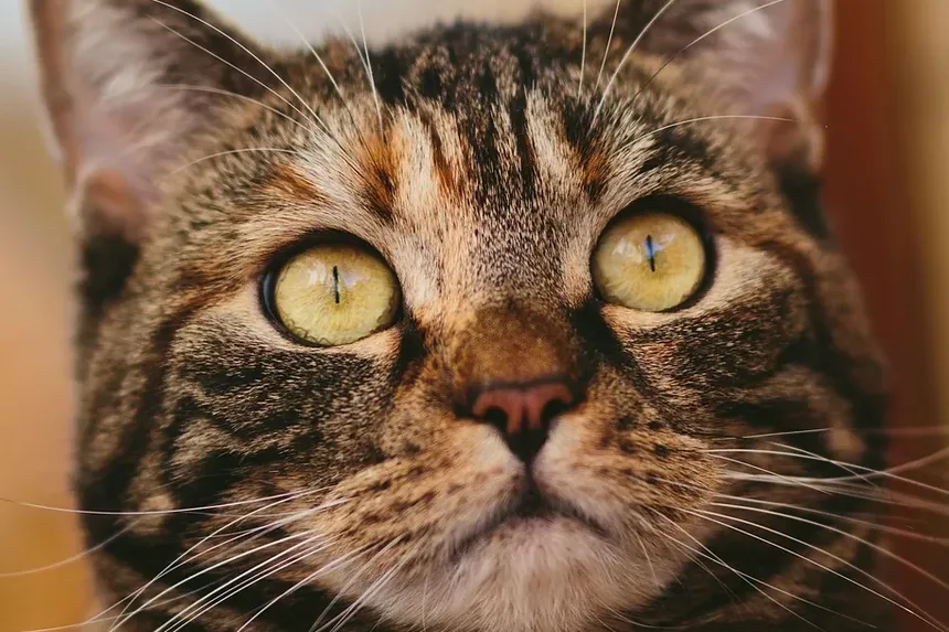 Sinais de Sofrimento Durante o Parto em Gatos: Compreendendo as Necessidades do Seu Felino