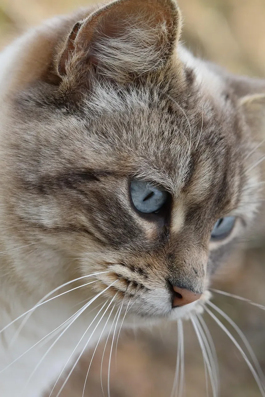 Sinais de Estresse em Gatos Após a Mudança: Entendendo o Comportamento do Seu Felino