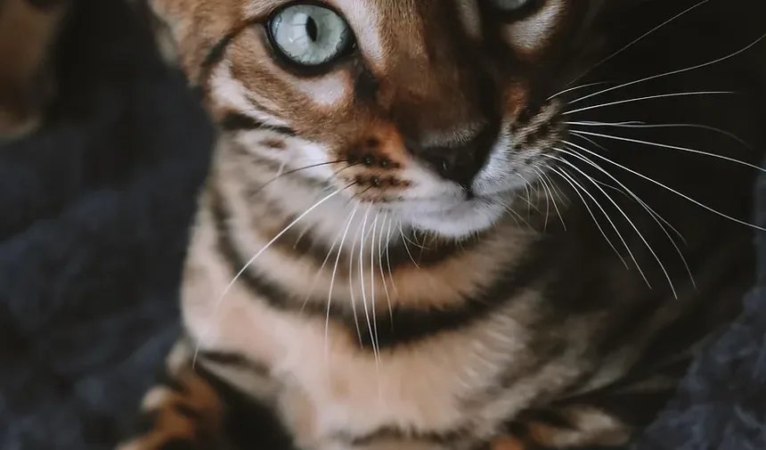 Sinais de Estresse em Gatos Após a Mudança: Entendendo o Comportamento do Seu Felino