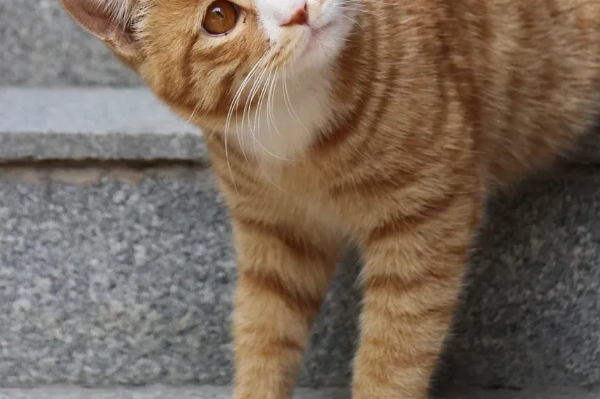 Sinais de Estresse em Gatos Após a Mudança: Entendendo o Comportamento do Seu Felino