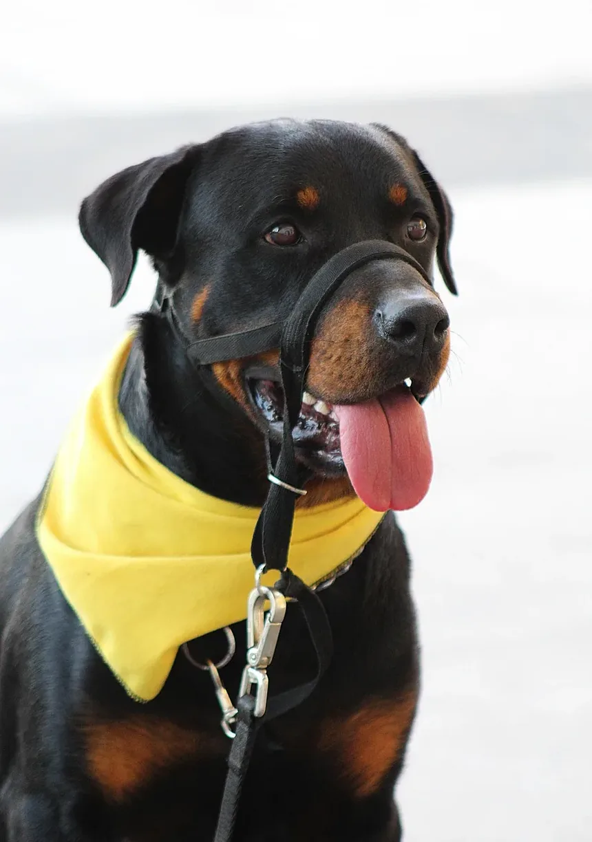 Quais São as Necessidades Nutricionais de um Cão?