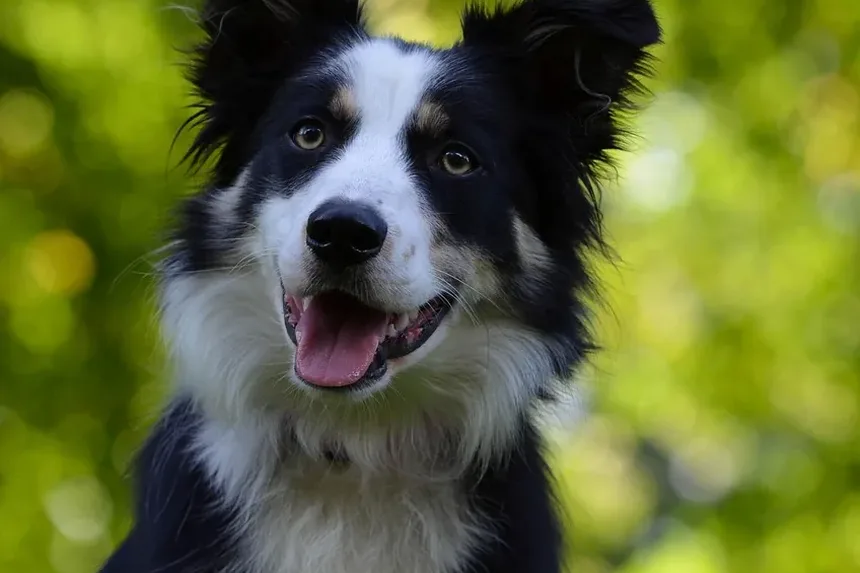 Quais São as Necessidades Nutricionais de um Cão?