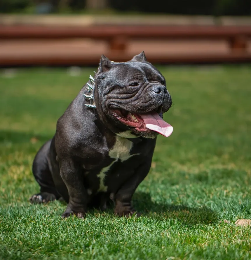 O Que Significa Quando Meu Cão Continua Cavando?