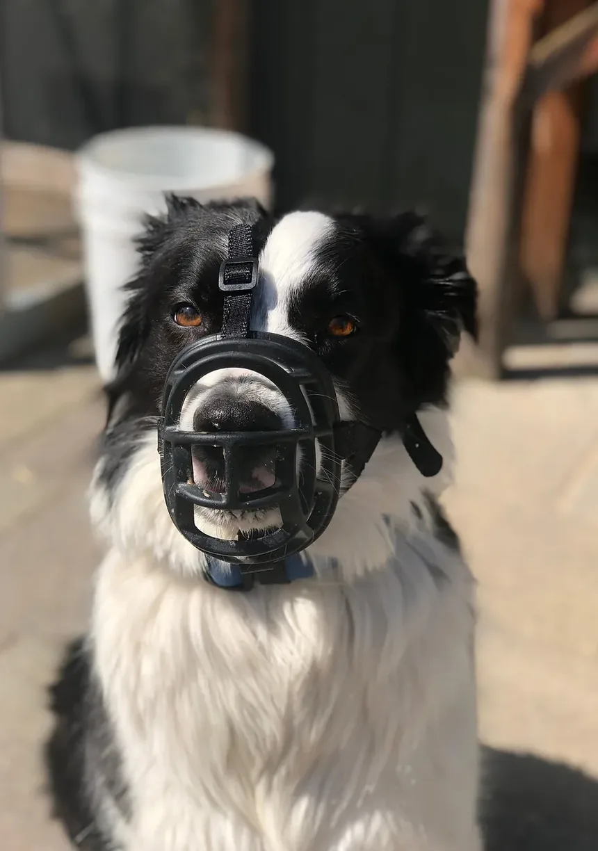 O Que Significa Quando Meu Cão Continua Cavando?