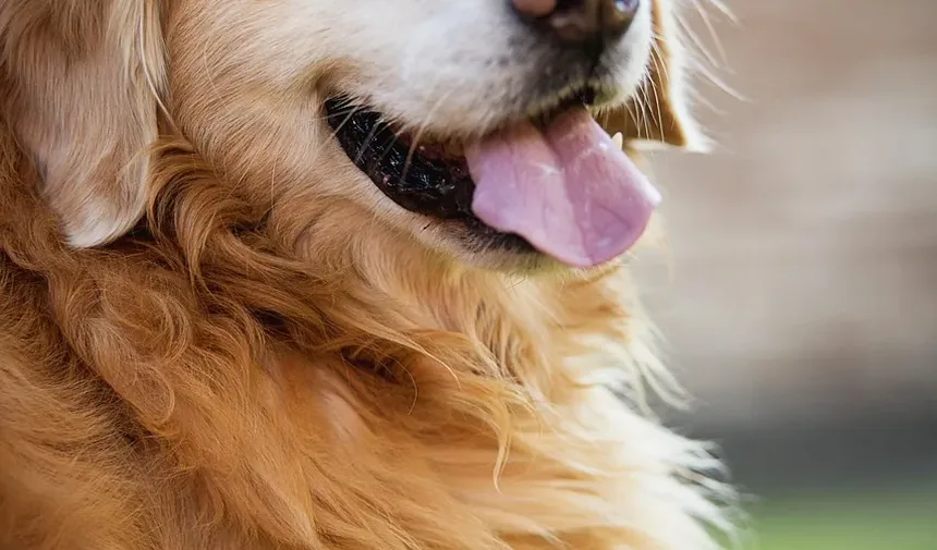 O Que Significa Quando Meu Cão Continua Cavando?