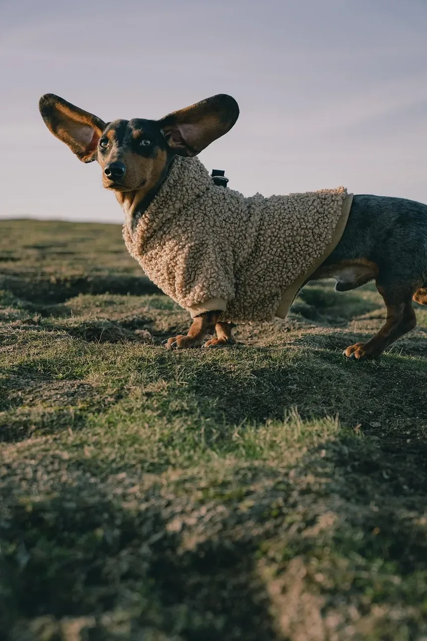 O Que Fazer Se Seu Cão Engasgar com um Bully Stick: Um Guia Completo
