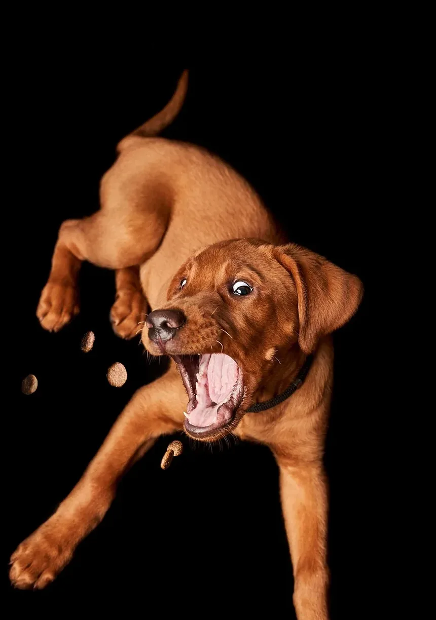 O Que Fazer Se Seu Cão Engasgar com um Bully Stick: Um Guia Completo