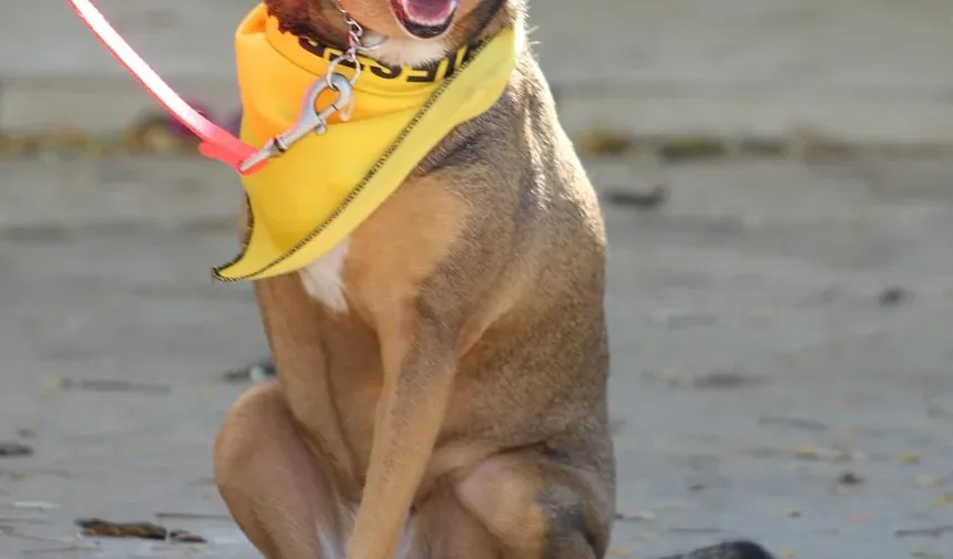 O Que Fazer Se Seu Cão Engasgar com um Bully Stick: Um Guia Completo