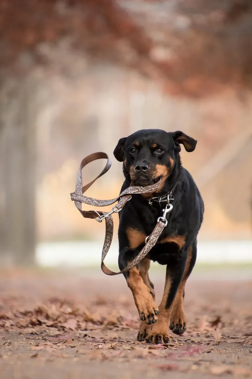 Ferramentas Essenciais Usadas por Tosadores de Cães: Um Guia Completo