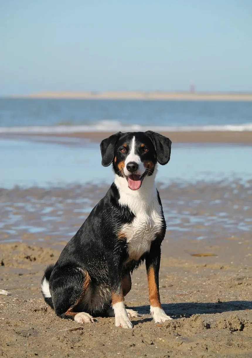 Ferramentas Essenciais Usadas por Tosadores de Cães: Um Guia Completo