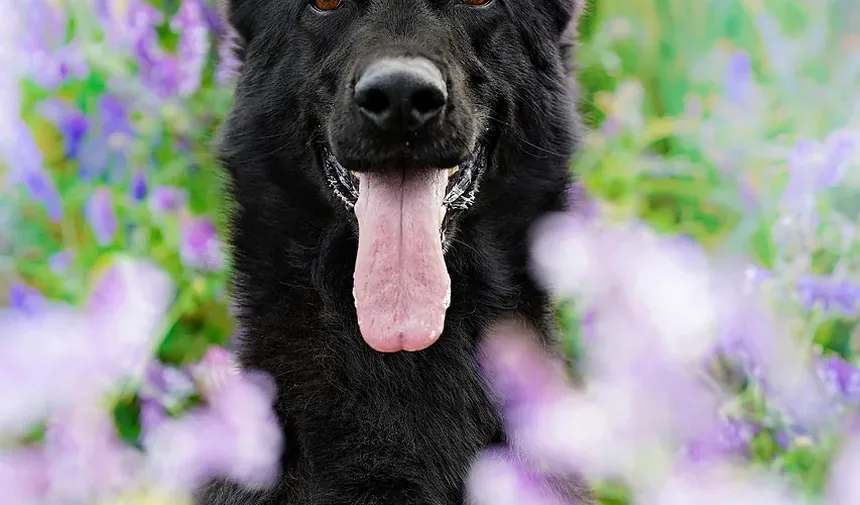 Ferramentas Essenciais Usadas por Tosadores de Cães: Um Guia Completo