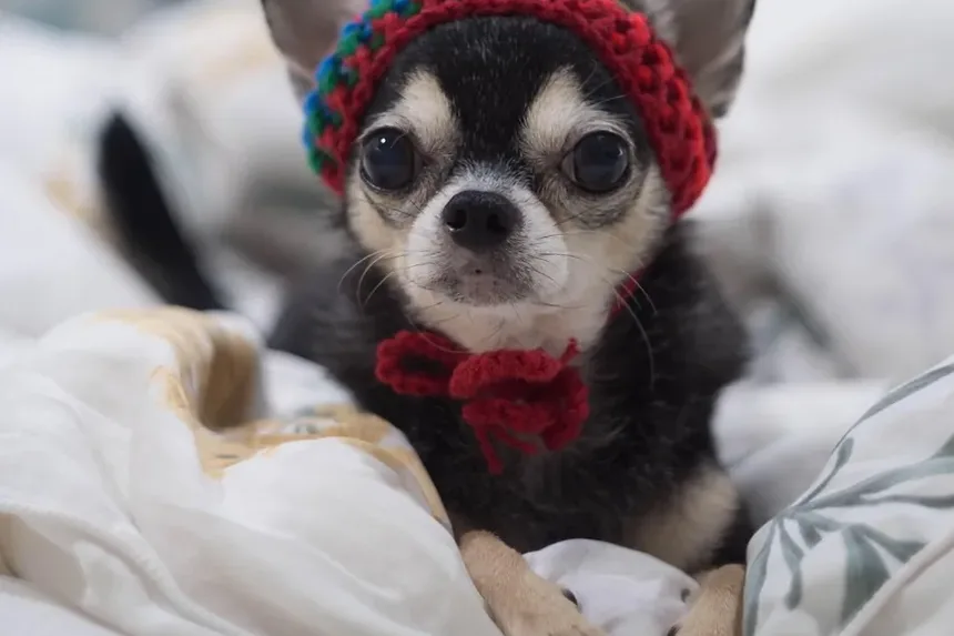 Ferramentas Essenciais Usadas por Tosadores de Cães: Um Guia Completo