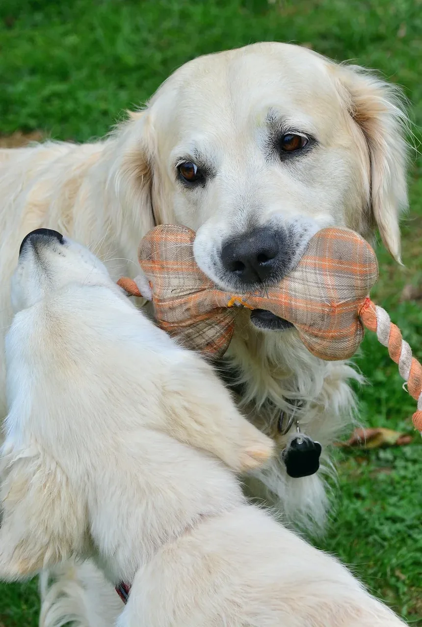 Por Que Meu Coelho Morde Meu Cachorro? Entendendo o Comportamento Entre Espécies