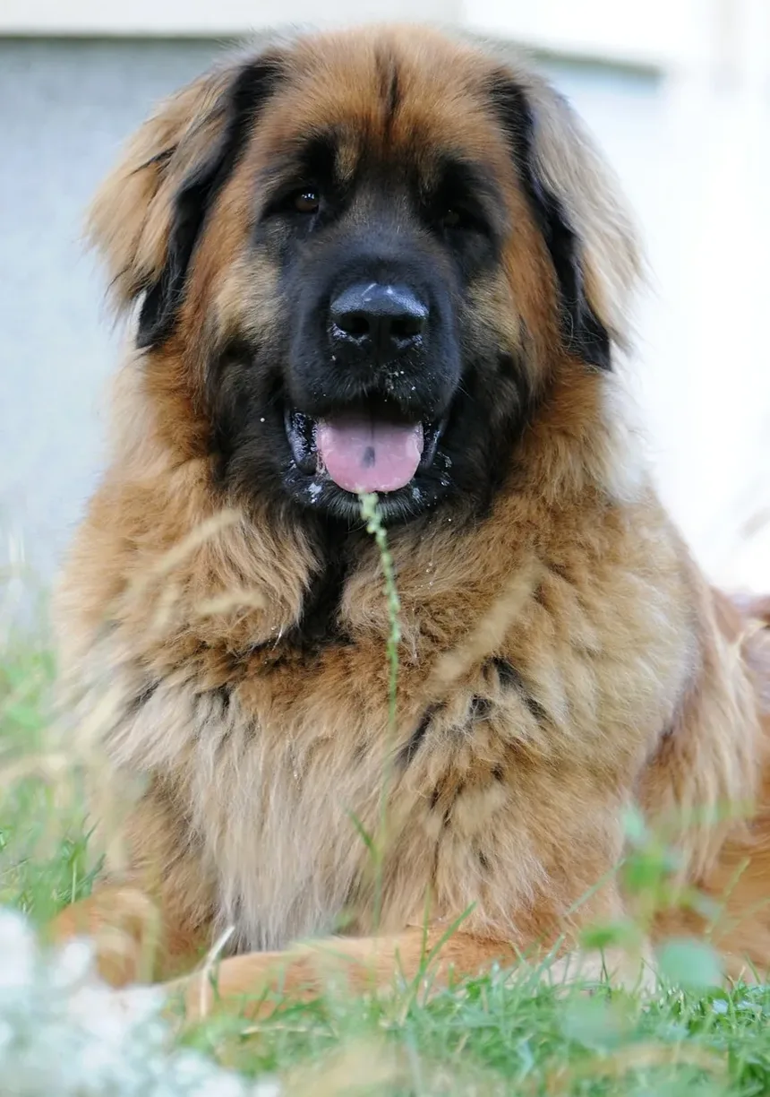 Por Que Meu Coelho Morde Meu Cachorro? Entendendo o Comportamento Entre Espécies