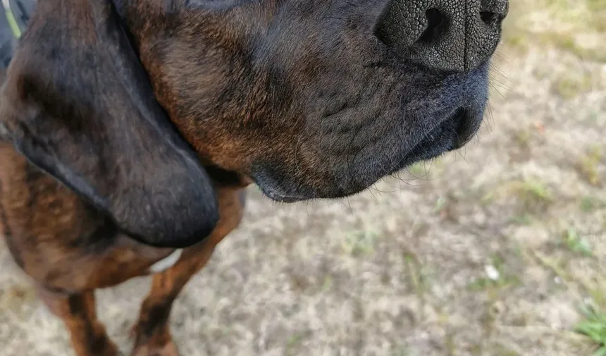 Por Que Meu Coelho Morde Meu Cachorro? Entendendo o Comportamento Entre Espécies