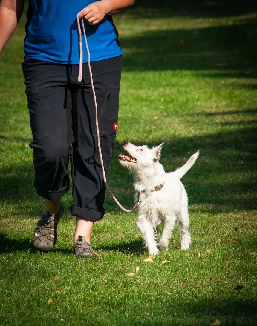 Por Que Meu Cão Está Cavando no Jardim De Repente?